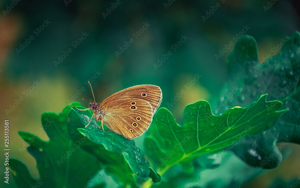 Fototapeta premium Butterfly