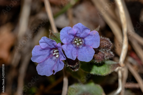 alkanna tinctoria