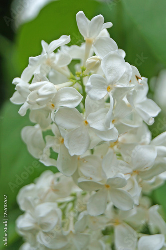 White, yellowish and greenish lilac flowers on a branch with green leaves on a spring sunny day