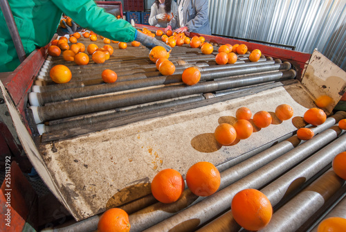 The manual selection of fruits: a worker ckecking oranges to reject the seconde-rate ones photo