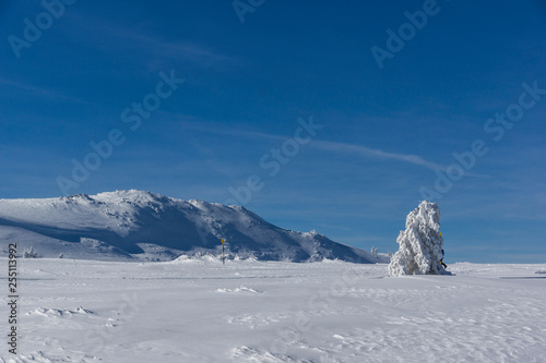 Amazing winter landscape of Plateau  Platoto  area      Vitosha Mountain  Sofia City Region  Bulgaria
