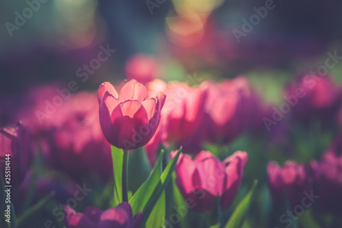 Beautiful natural pink purple tulips flowers 