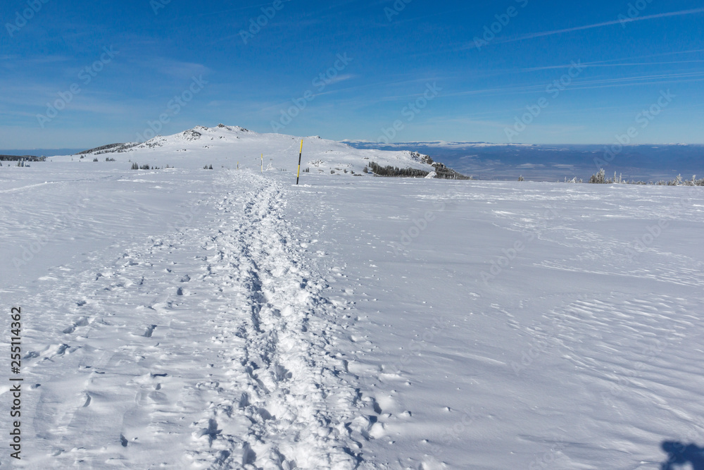 Fototapeta premium Amazing winter landscape of Plateau (Platoto) area ат Vitosha Mountain, Sofia City Region, Bulgaria