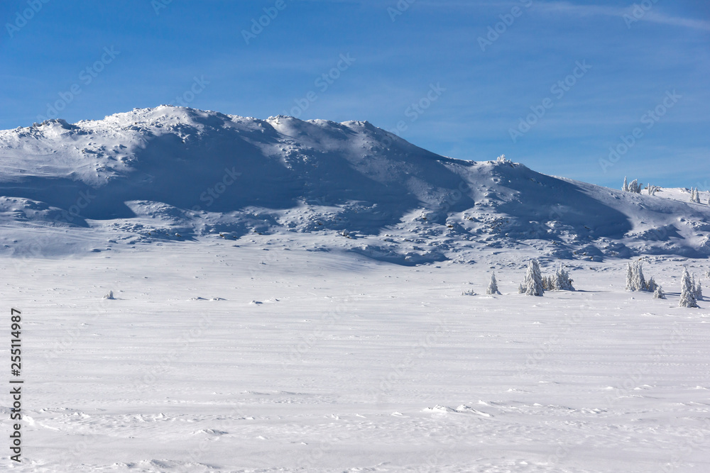 Amazing winter landscape of Plateau (Platoto) area ат Vitosha Mountain, Sofia City Region, Bulgaria