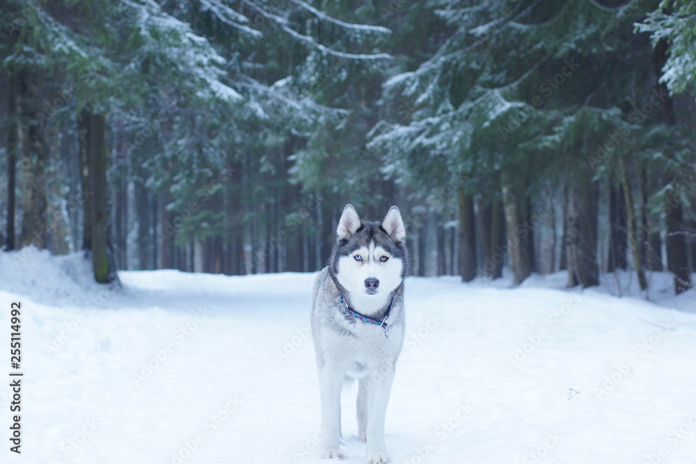A dog breed Husky stands on the snow in the woods in winter and looks into the camera