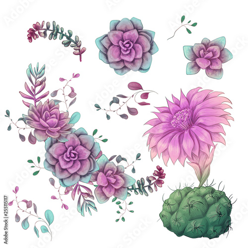 Fototapeta Naklejka Na Ścianę i Meble -  Succulents. Cacti hand drawn on a white background. Flowers in the desert. Vector drawing succulents