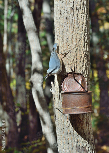 Nuthatch 5 photo