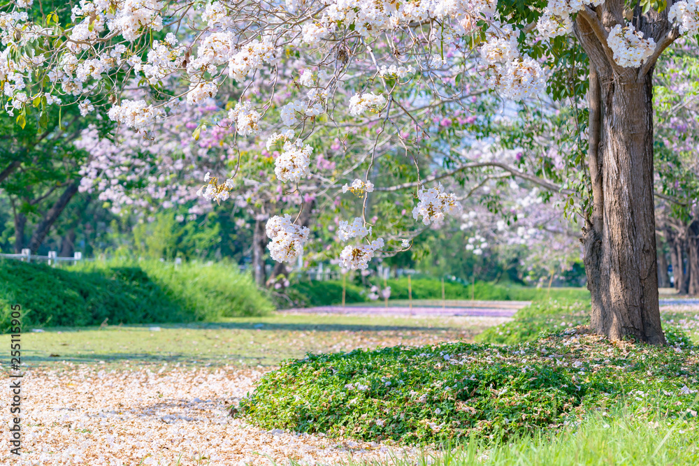 Beautiful pink flowers Tabebuia rosea (chomphantip) Beautiful pink flowers Tabebuia rosea (chomphantip)