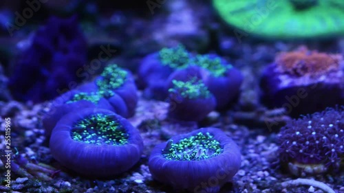mushroom coral feeding timelapse