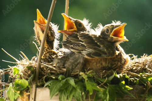 Three little birdies in a planter with their mouths open waiting for food.