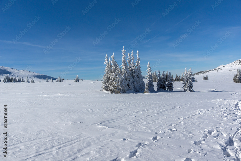 Fototapeta premium Amazing winter landscape of Plateau (Platoto) area ат Vitosha Mountain, Sofia City Region, Bulgaria