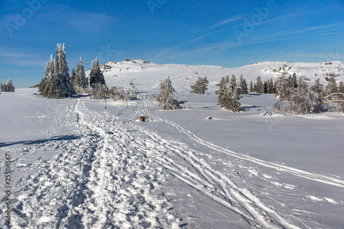 Amazing winter landscape of Plateau (Platoto) area ат Vitosha Mountain, Sofia City Region, Bulgaria photo