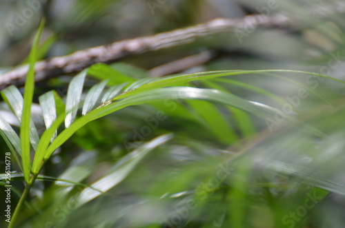 green leaves