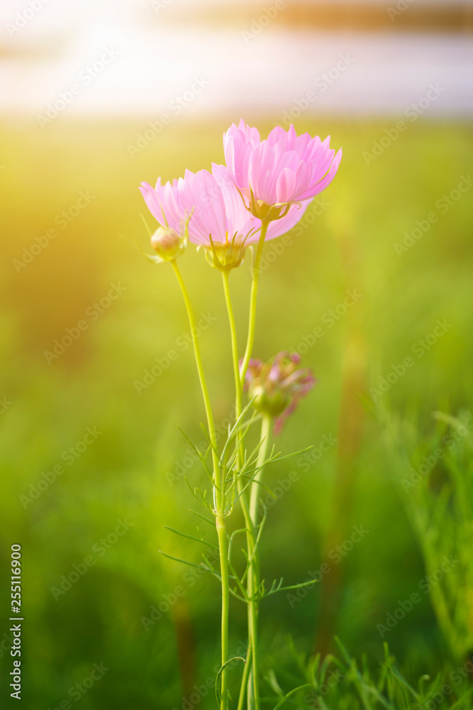 Soft focus blooming pink cosmos flower with blurred background. Soft focus blooming pink cosmos flower with blurred background.