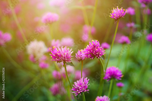 Colorful Purple flowers on the green blur background