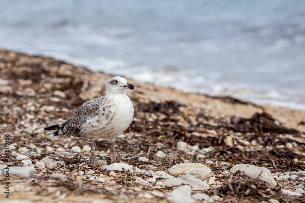 Sea gull standing on his feet on the beach at sunset. Close up view of white birds seagulls walking by the beach against natural blue water background. Concept tourism, leisure at sea, summer time Sea gull standing on his feet on the beach at sunset. Close up view of white birds seagulls walking by the beach against natural blue water background. Concept tourism, leisure at sea, summer time