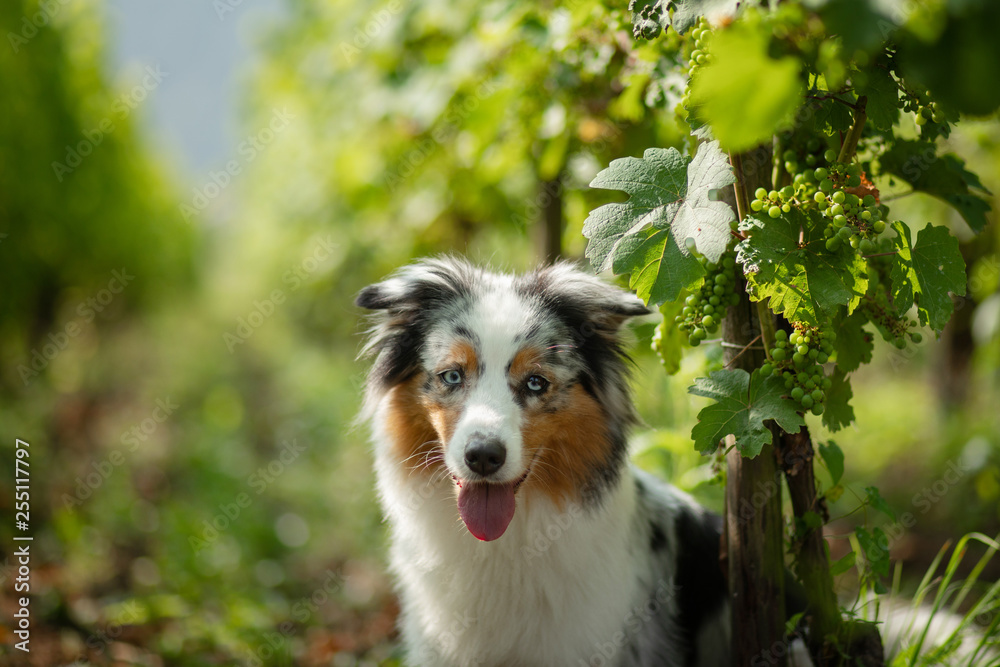 Australian Shepherd in nature. Dog in the vineyard. Pet, healthy lifestyle, travel, Europe