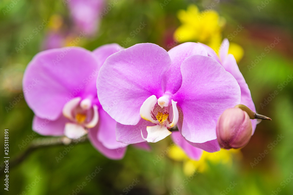 Orchid flower spring day Floral postcard Orchid flower spring day Floral postcard