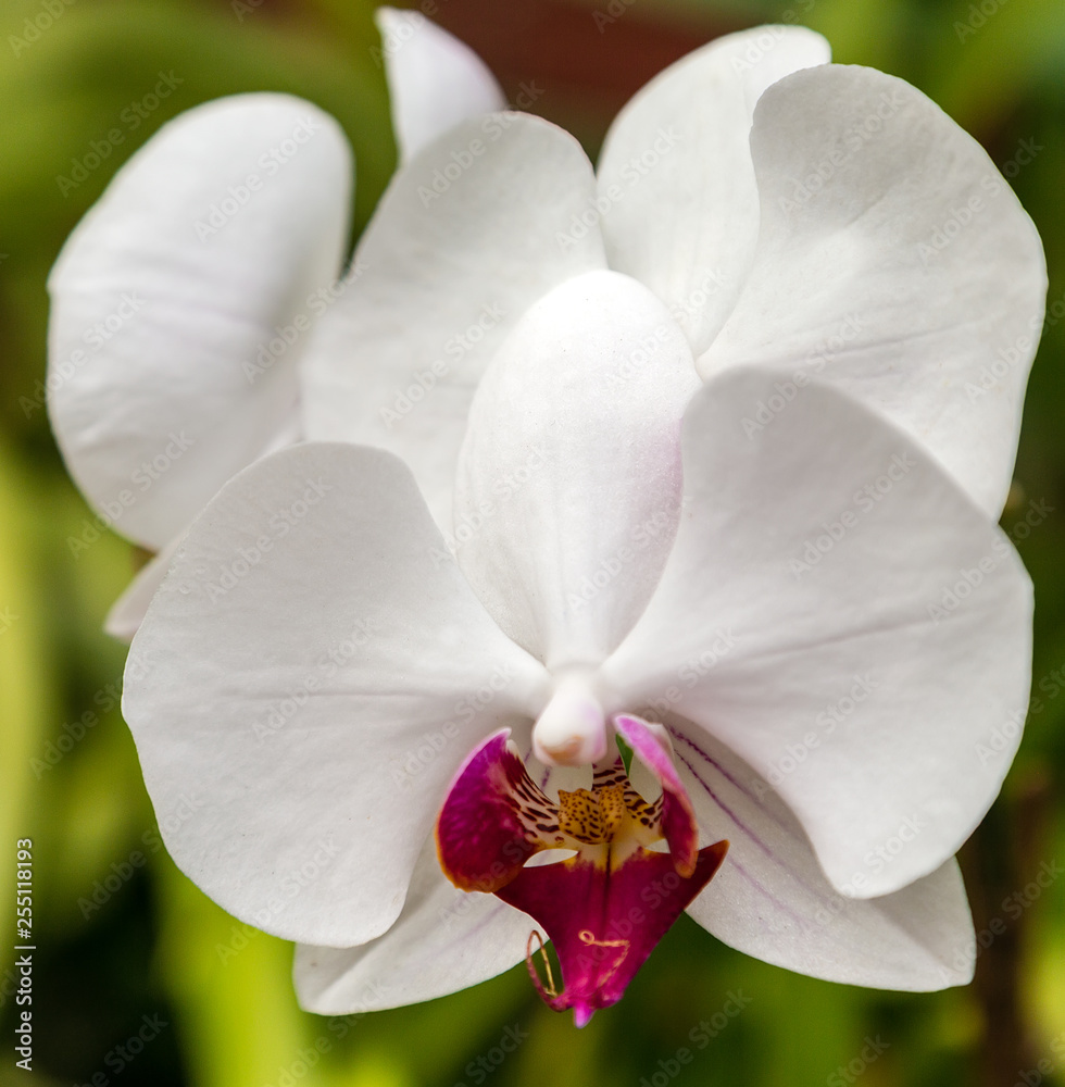 White Orchid flower agriculture