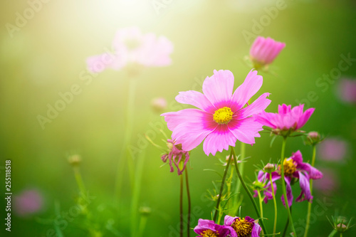 The beauty of the purple flowers when the sun shines through the evening