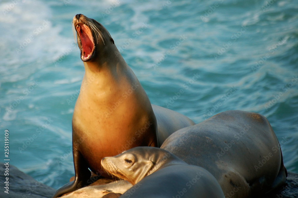 Obraz premium A sea lion opening his mouth making loud noises amongst his sea lion friends laying on rocks in the ocean in San Diego, California.
