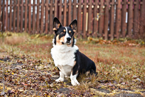 Dog breed Welsh Corgi Cardigan portrait on nature