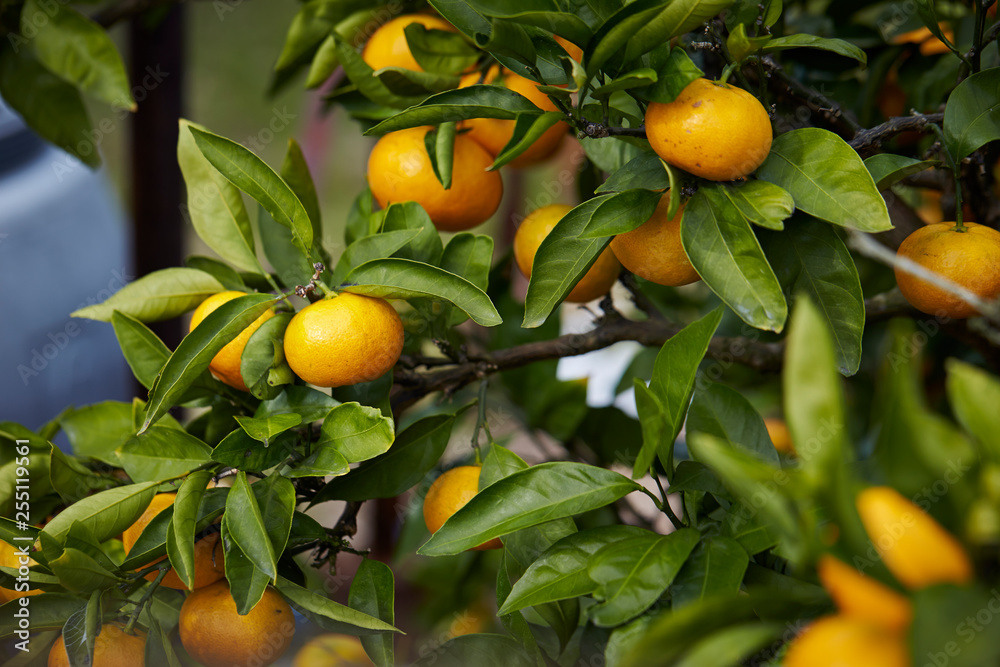 Fresh tangerine tree