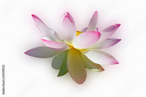 Sacred lotus  Nelumbo nucifera . Known also as Indian Lotus  Bean of India and Lotus.