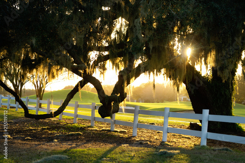 A beautiful large tree hanging over a white fence with the sunsetting in the background in the Villages, Florida.