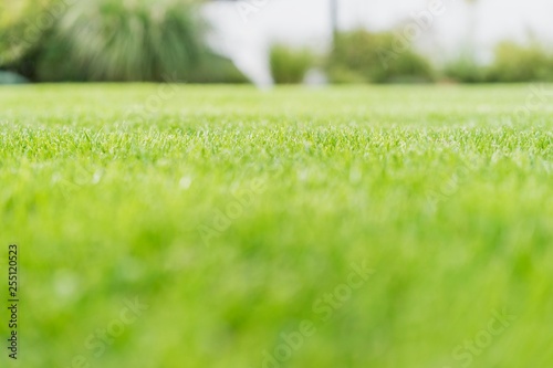 Gras kunstrasen rasen garten