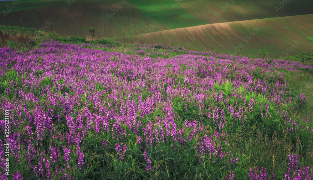 Naklejka premium Summer field flowers