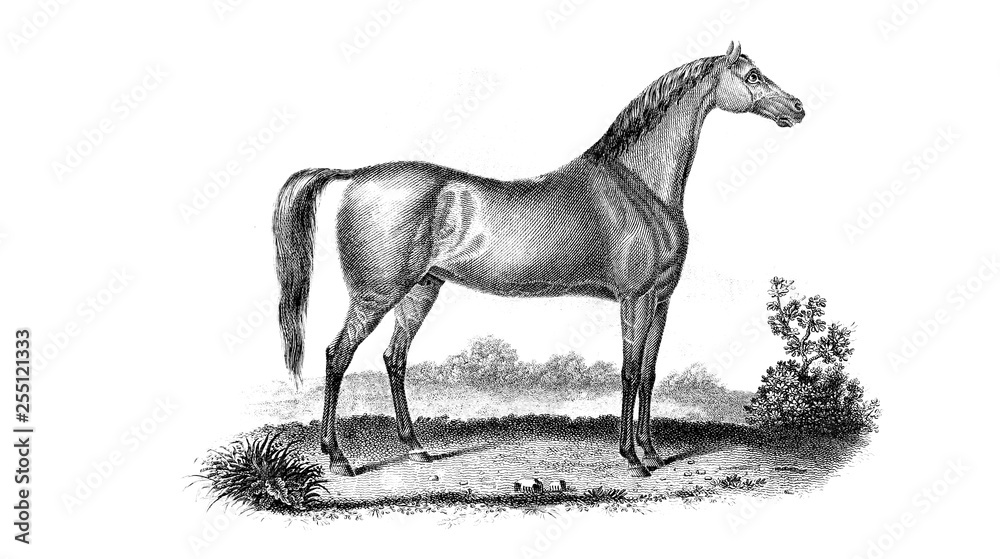 Fototapeta premium Horse