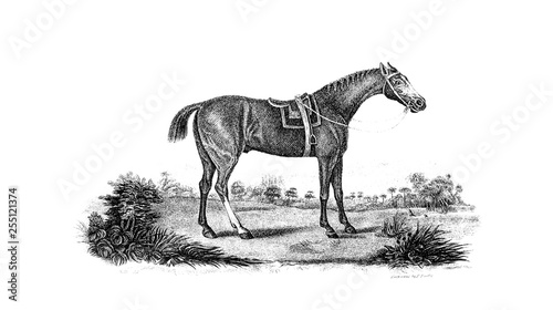 Horse