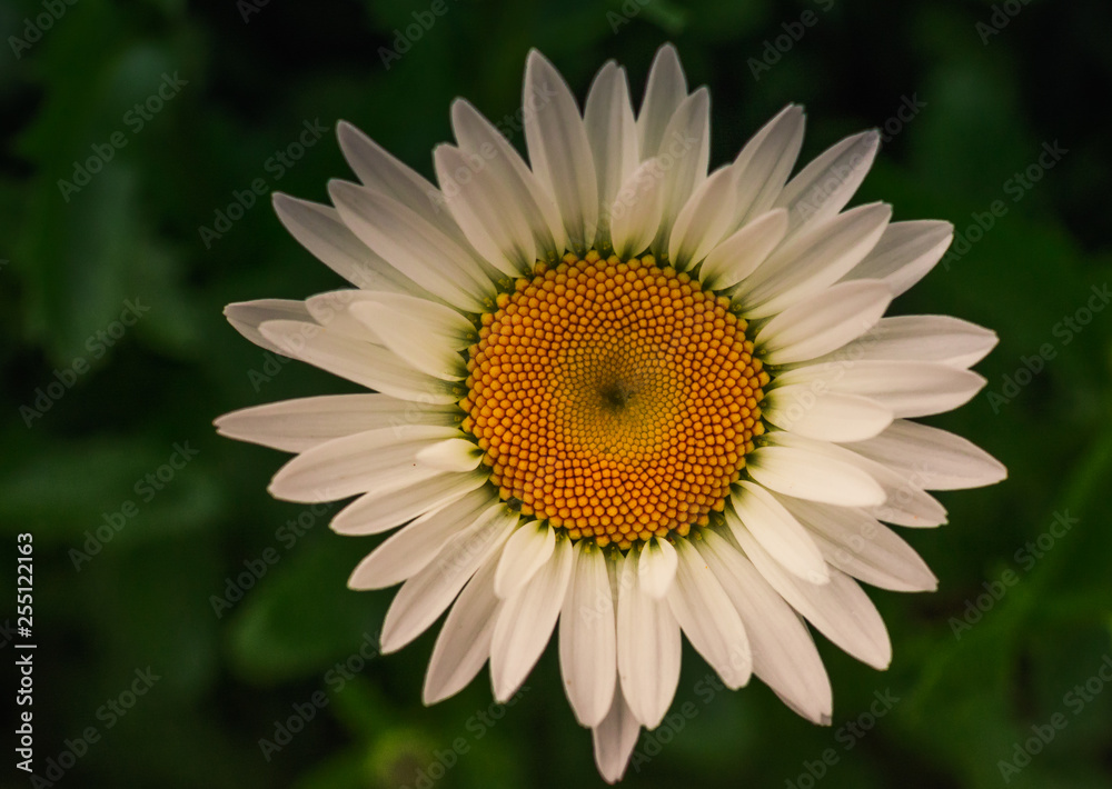 Fototapeta premium Chamomile