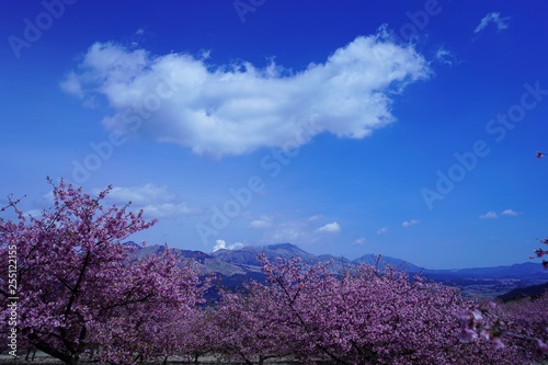 満開の南阿蘇桜公園と阿蘇山の風景