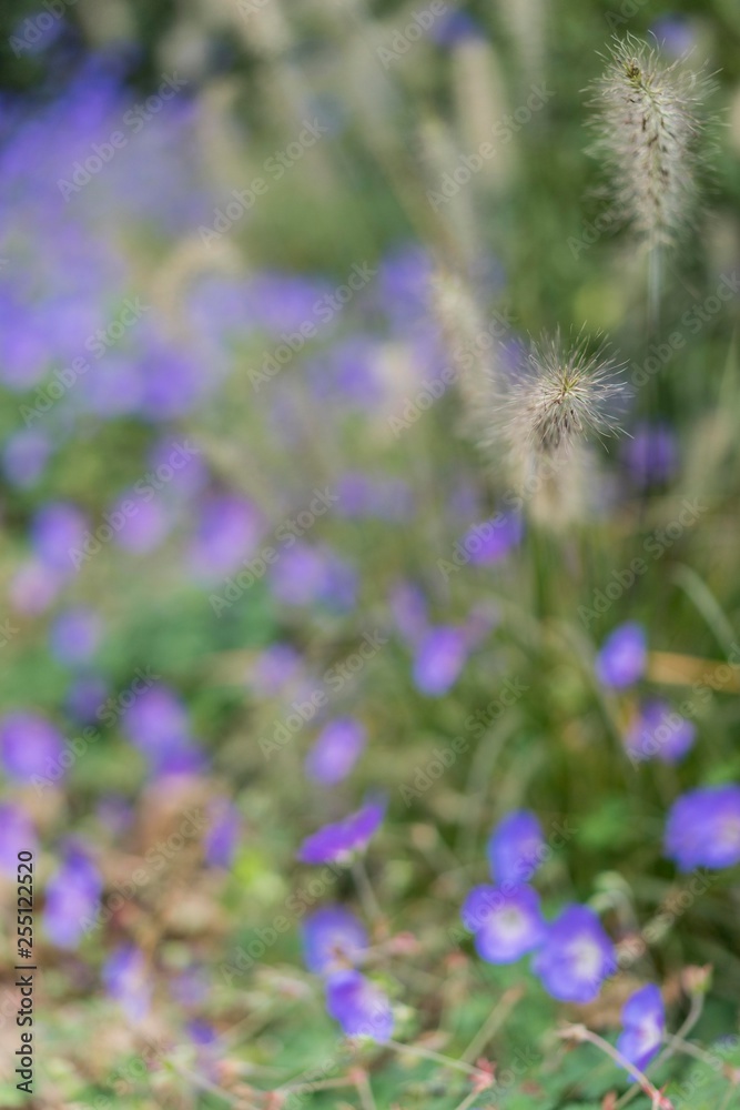 Obraz premium Blume Garten Pflanze mood