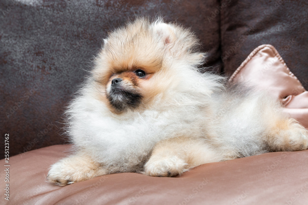 Cute Pomeranian puppy dog lying on golden satin pillow on the bed. Close up. Cute Pomeranian puppy dog lying on golden satin pillow on the bed. Close up.