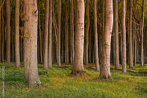 tree trunks in the ghost forest nienhagen germany europe