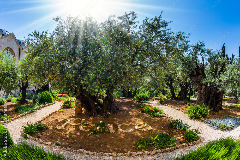 Millennial olives grow on sandstone