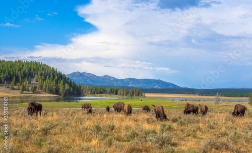 Buffalos at Hayden Valley in Yellowstone National Park, Wyoming, USA