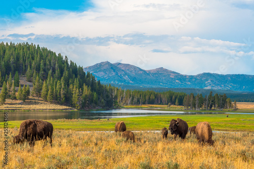 Buffalos at Hayden Valley in Yellowstone National Park, Wyoming, USA photo
