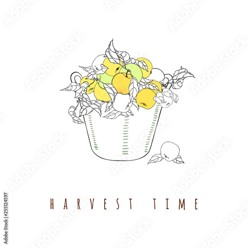 Apples on a branch in a basket. Linear vector graphics with fruits and leaves. Illustration of the harvesting. Autumn or summer print.