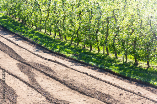 Apple orchards, Villa di Tirano, province of Sondrio, Valtellina, Lombardy, Italy