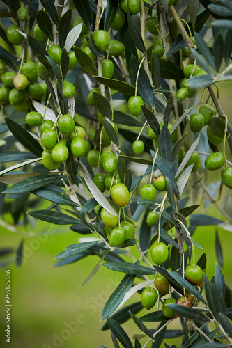 Olive tree