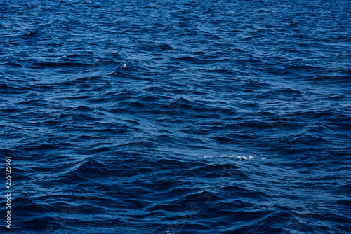 calm blue sea ocean with beautiful texture on the background