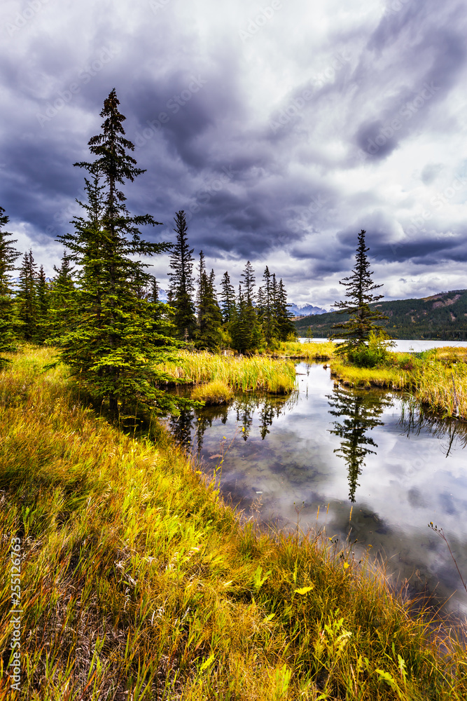 Slender spruce is reflected in the water Slender spruce is reflected in the water