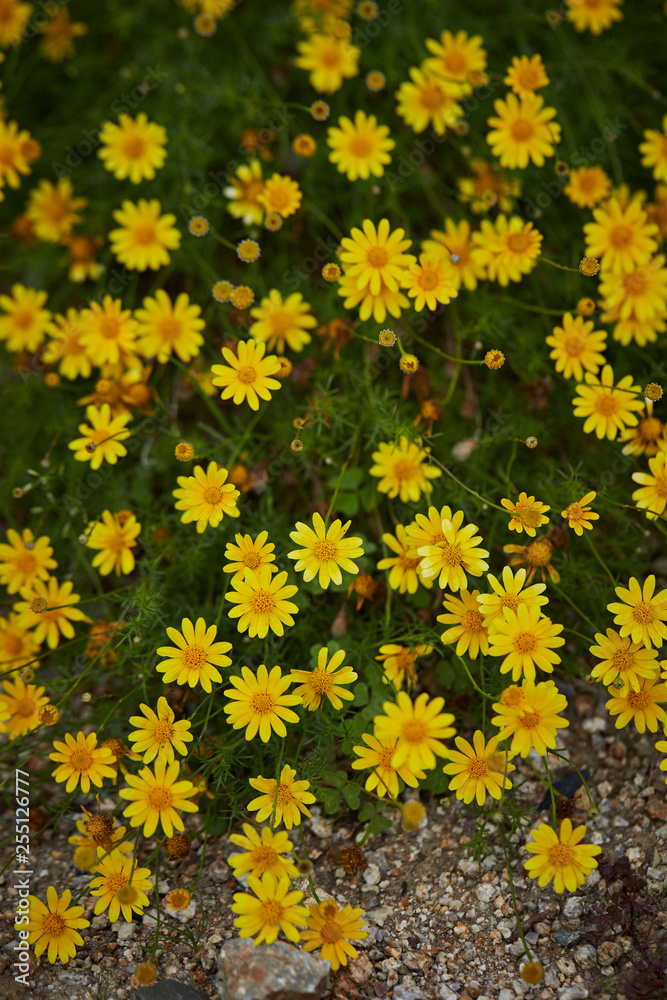 field of yellow flowers