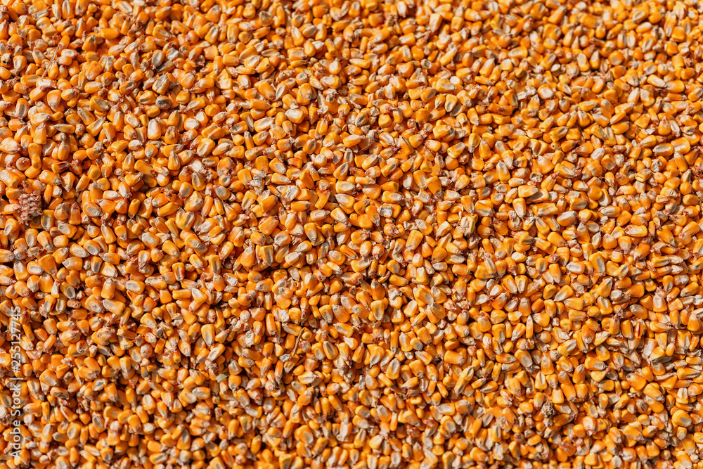 Yellow corn background fresh corn texture Yellow corn background fresh corn texture