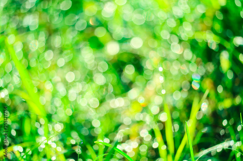 green grass in garden and blur of water drop on leaves