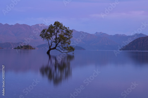 ニュージーランドのワナカツリー © YOSHIAKI